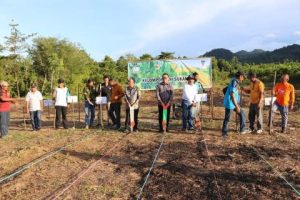 Bupati Morowali Utara, Tanam Jagung Perdana Pada Lahan di Desa Wawopada