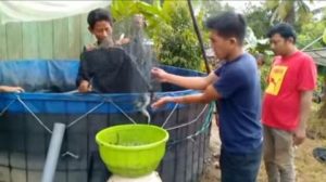 Kolam Ikan Program Gempar di Paawaru Dipanen, Adi Sastria: Terimakasih Pak Bupati Delis