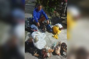 Polisi Amankan Pelaku Judi Sabung Ayam di Nuhon, Banggai