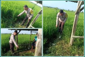 Nahas, Seorang Petani di Toili Meninggal Dunia Tersenggat Aliran Listrik Jebakan Tikus Yang Terpasang di Sawah
