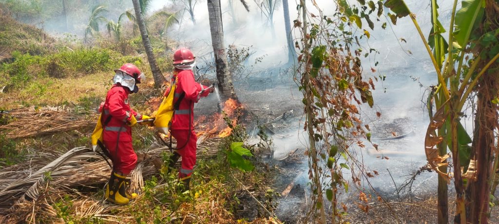 SIJAGO MERAH KEMBALI BERAKSI DIKECAMATAN TOJO
