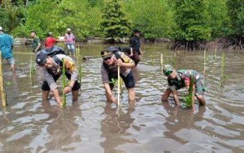 Hari Perikanan Sedunia, Kapolsek Liang Bersama Unsur Tripika Laksanakan Penanaman Bibit Mangrove di Desa Mamulusan