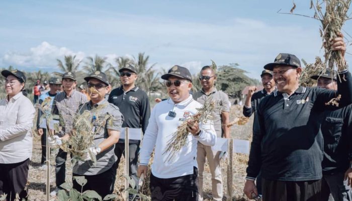 Berdayakan Benih Mandiri, Petani Desa Sindang Baru Panen Kedelai di Akhir Tahun
