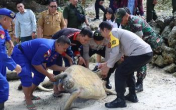 Kapolres Bangkep Bersama TNI dan Forkopimda, Melepas Sembilan Penyu Sisik Hijau di Perairan Teduang