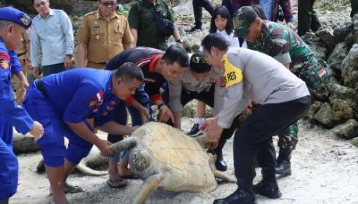 Kapolres Bangkep Bersama TNI dan Forkopimda, Melepas Sembilan Penyu Sisik Hijau di Perairan Teduang