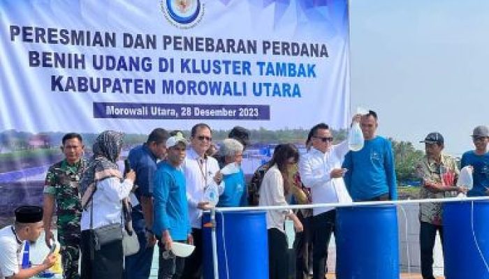 Bupati Morut Resmikan Kluster Tambak, Sekaligus Melakukan Penebaran Perdana Benih Udang di Desa Ungkea