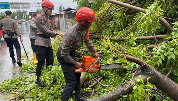 Gerak Cepat, Ditsamapta Polda Sulteng Bantu Warga Singkirkan Pohon Tumbang di Kota Palu