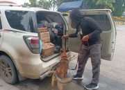 6 Anjing K9 Bantu Lacak Peredaran Narkoba di Pelabuhan Bakauheni, Ini Hasilnya