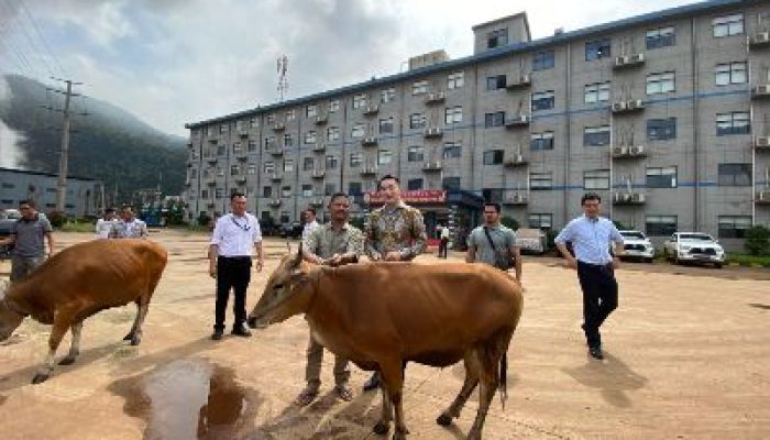 Hari Raya Idul Fitri, PT GNI Bagikan 12 Ekor Sapi Kepada Desa Lingkar Industri