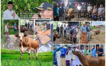 Bupati Morut Tahun Ini Sumbangkan Total 15 Ekor Sapi Kurban, Pada Hari Raya Idul Adha 1445 H/2024 M