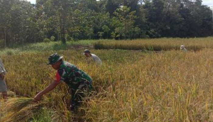 Babinsa Koramil 1311-04/Lembo, Dampingi Panen Padi Sawah Tadah Hujan di Desa Ronta Morowali Utara