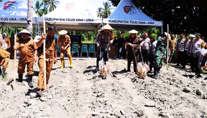 Implementasi Program ketahanan Pangan, Polres Polres Tojo Una-Una aplikasikan penanaman Jagung di Sejumlah Lahan