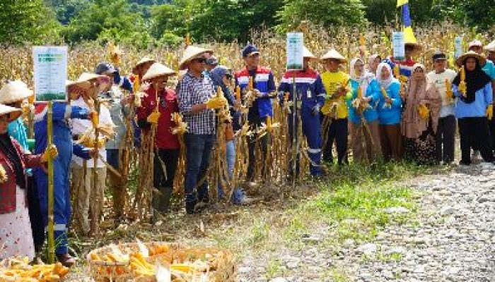 Pertamina EP Donggi Matindok Field, Dorong Kemandirian Pupuk Melalui Implementasi Pupuk Biosulfur Pada Lahan Pertanian Jagung