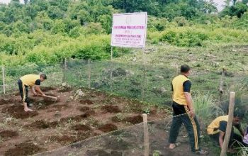 Kapolsek Ajak Bhayangkari Polsek Liang, Untuk Giat Dalam Penanaman Tanaman Herbal