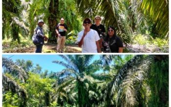 Harga TBS Lebih Tinggi di Morowali Utara, Petani Sawit Kecewa Dengan PT KLS