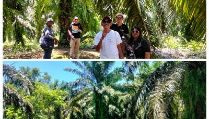 Harga TBS Lebih Tinggi di Morowali Utara, Petani Sawit Kecewa Dengan PT KLS