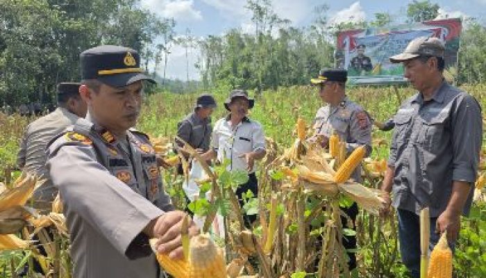 Polres Morut Sukses Gelar Panen Jagung Tahap Pertama, Dukung Program Ketahanan Pangan Asta Cita Presiden