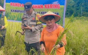 Dinas Pertanian Bangkep Berkolaborasi Dengan Koramil dan Polsek Tinangkung Laksanakan Panen Perdana di Luksagu