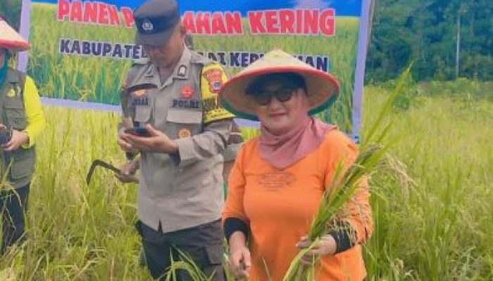 Dinas Pertanian Bangkep Berkolaborasi Dengan Koramil dan Polsek Tinangkung Laksanakan Panen Perdana di Luksagu