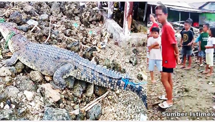 Kemunculan Predator di Kepulauan Togean Berhasil Dijerat Warga Desa Wakai