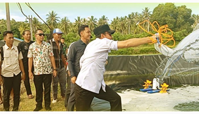 Potensi budidaya Udang di Kabupaten Tojo Una Una dan Kemudahan Perizinan Sangat Mengudang