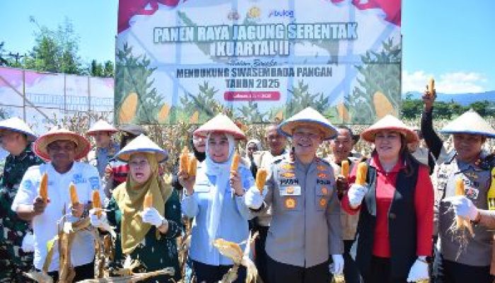 Panen Serentak Polda Sulteng Dan Kelompok Tani Panen 644 Ton Jagung