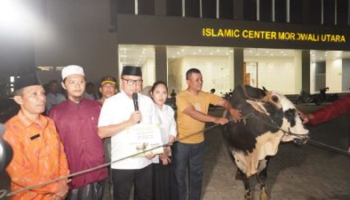 Jelang Idul Adha 1446H, Bupati Delis Terima Sapi Kurban Dari Presiden RI Serta Menyerahkan Beberapa Ekor Sapi Kurban Ke Sejumlah Masjid Di Morut