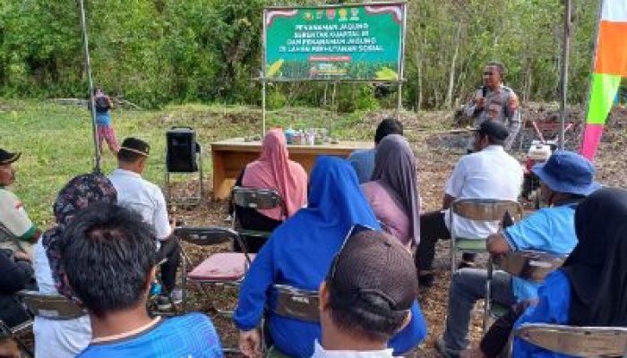 Musim Tanam Jagung Kwartal III, Polsek Lobangkurung Polres Bangkep Gelar Penanaman Jagung Serentak Dukung Ketahanan Pangan Nasional