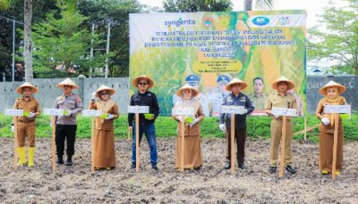 Langkah Nyata Penguatan Ketahanan Pangan, Dinas TPHP Banggai Gelar Gerakan Tanam Jagung