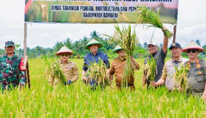 Bupati Amirudin Panen Raya Padi di Desa Kembang Merta, Kerja Nyata Wujudkan Gerbang Pangan di Kabupaten Banggai