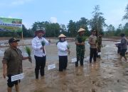 Wakil Bupati Tojo Una Una memulakan Penanaman Padi Perdana di Kecamatan Tojo 