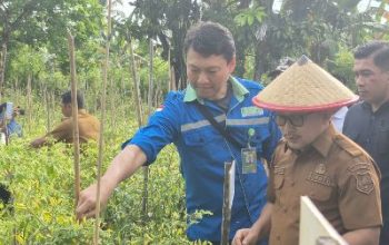 Bupati Banggai dan PT PAU, Panen Cabai Bersama Kelompok Tani Milenial di Desa Dimpalon Baru Kecamatan Kintom