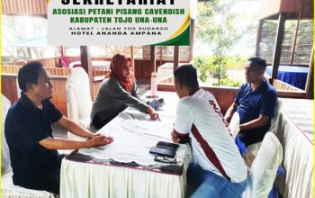 Program Penanam Pisang Candavis Mulai jadi Perhatian Petani di Tojo Una Una