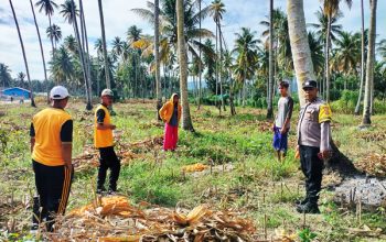 Dukung Ketahanan Pangan, Polsek Ampana Kota Kawal Panen Jagung di Sansarino