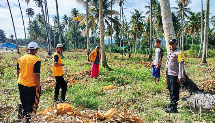 Dukung Ketahanan Pangan, Polsek Ampana Kota Kawal Panen Jagung di Sansarino