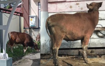 Inspektorat Banggai Salurkan Dua Ekor Sapi Kurban, Wujud Kepedulian Sosial dan Kebersamaan di Hari Raya Iduladha 1447 H