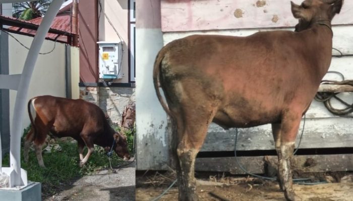 Inspektorat Banggai Salurkan Dua Ekor Sapi Kurban, Wujud Kepedulian Sosial dan Kebersamaan di Hari Raya Iduladha 1447 H