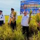 Banggai Surplus Beras, Mentan Amran : Contoh Baik Kolaborasi Gubernur dan Bupati