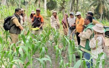 PT PAU dan Dinas TPHP Banggai Perkuat Kemitraan Pertanian Lewat Sekolah Lapang