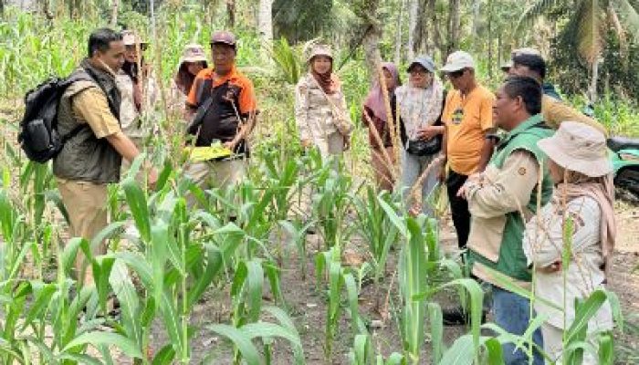 PT PAU dan Dinas TPHP Banggai Perkuat Kemitraan Pertanian Lewat Sekolah Lapang