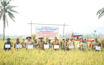 Wabup Djira Hadiri Gerakan Panen Padi Kelompok Tani Sipatuo, Dorong Penguatan Swasembada Pangan Morut